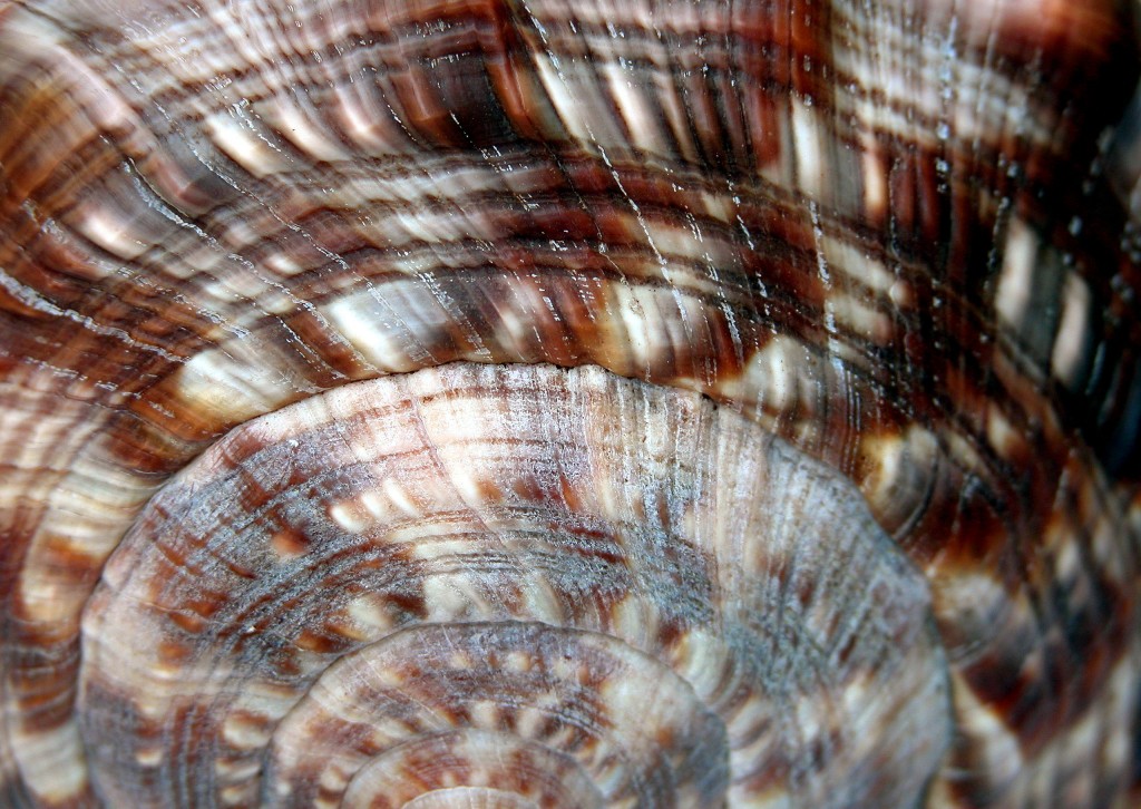 A spiral seashell.