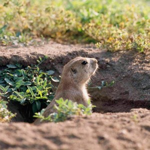 Groundhog looks for his shadow.