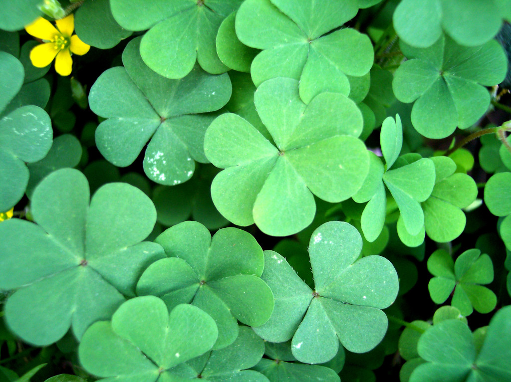 Shamrocks