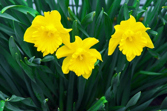 Daffodils three